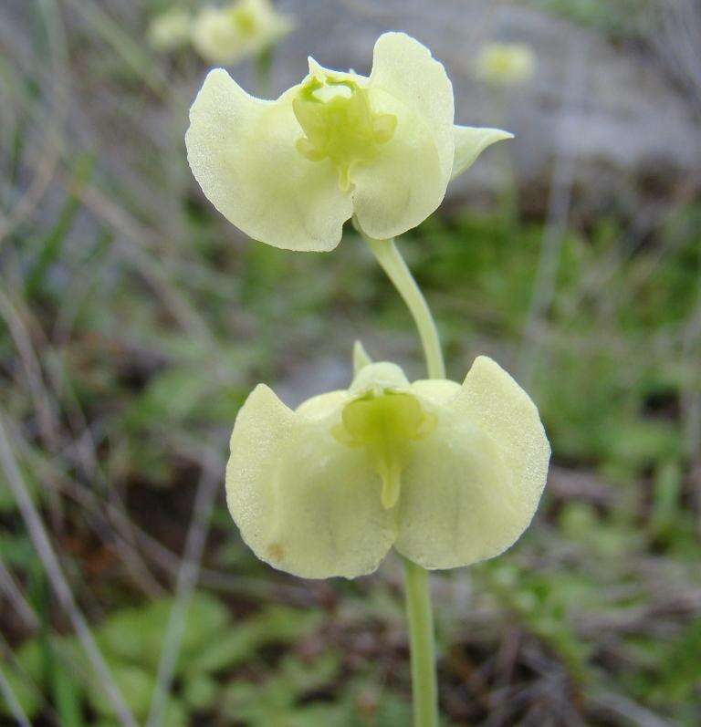 Image de Pterygodium platypetalum Lindl.