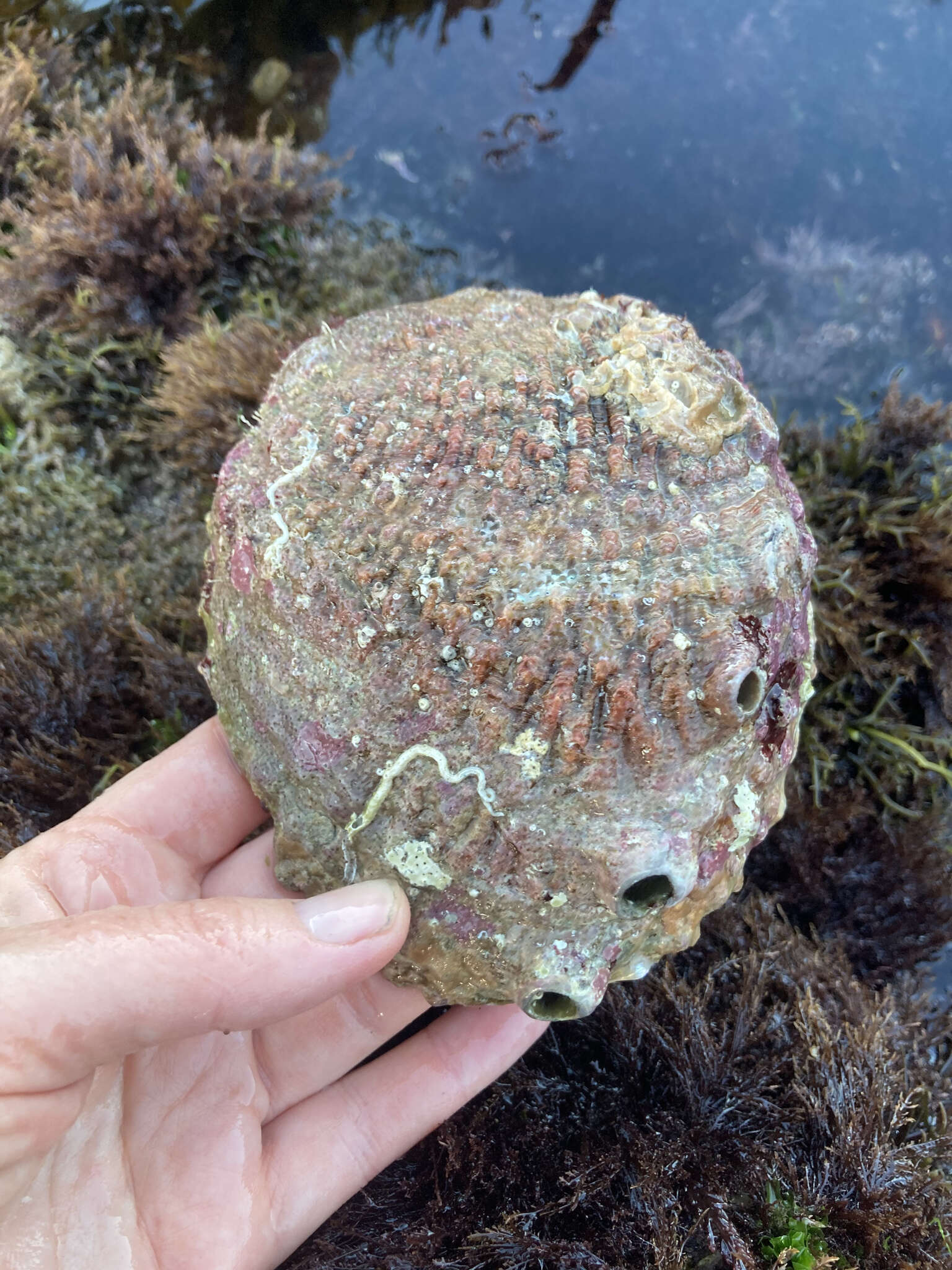 Image of pink abalone