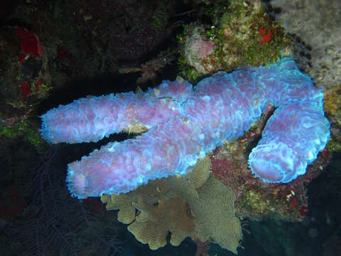 Image of Azure Vase Sponge