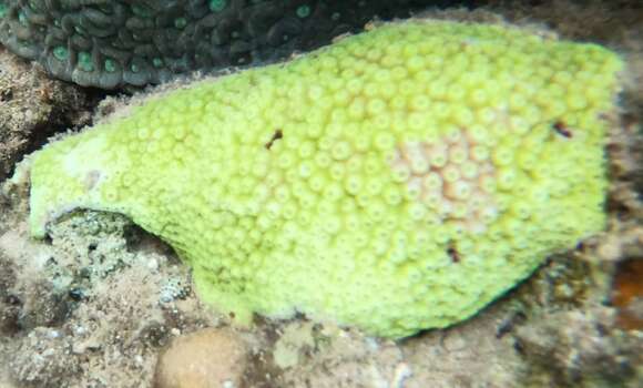 Image of Starflower coral