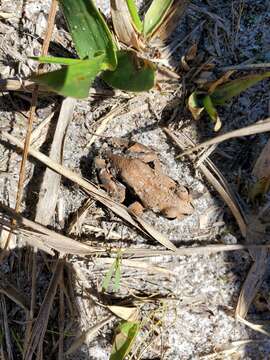 Image of Ornate Chorus Frog