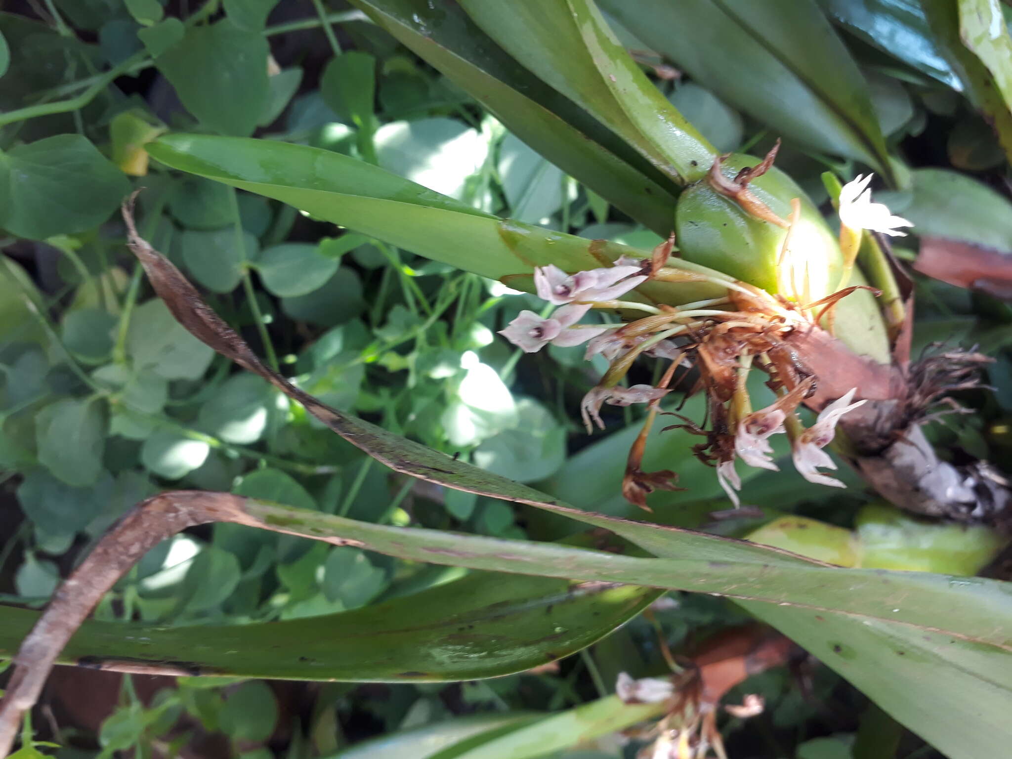 Image of Maxillaria densa Lindl.