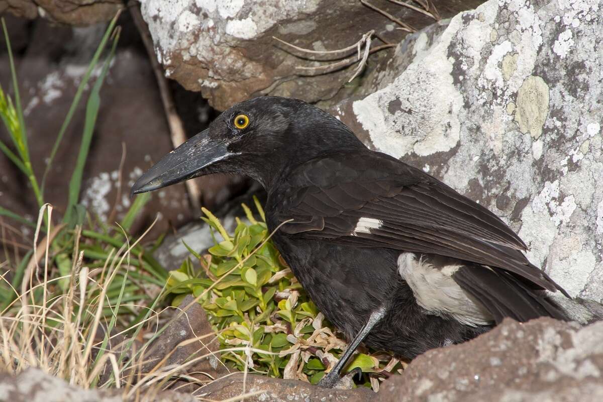 Image of Lord Howe currawong