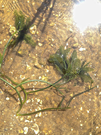 Image of Caulerpa paspaloides