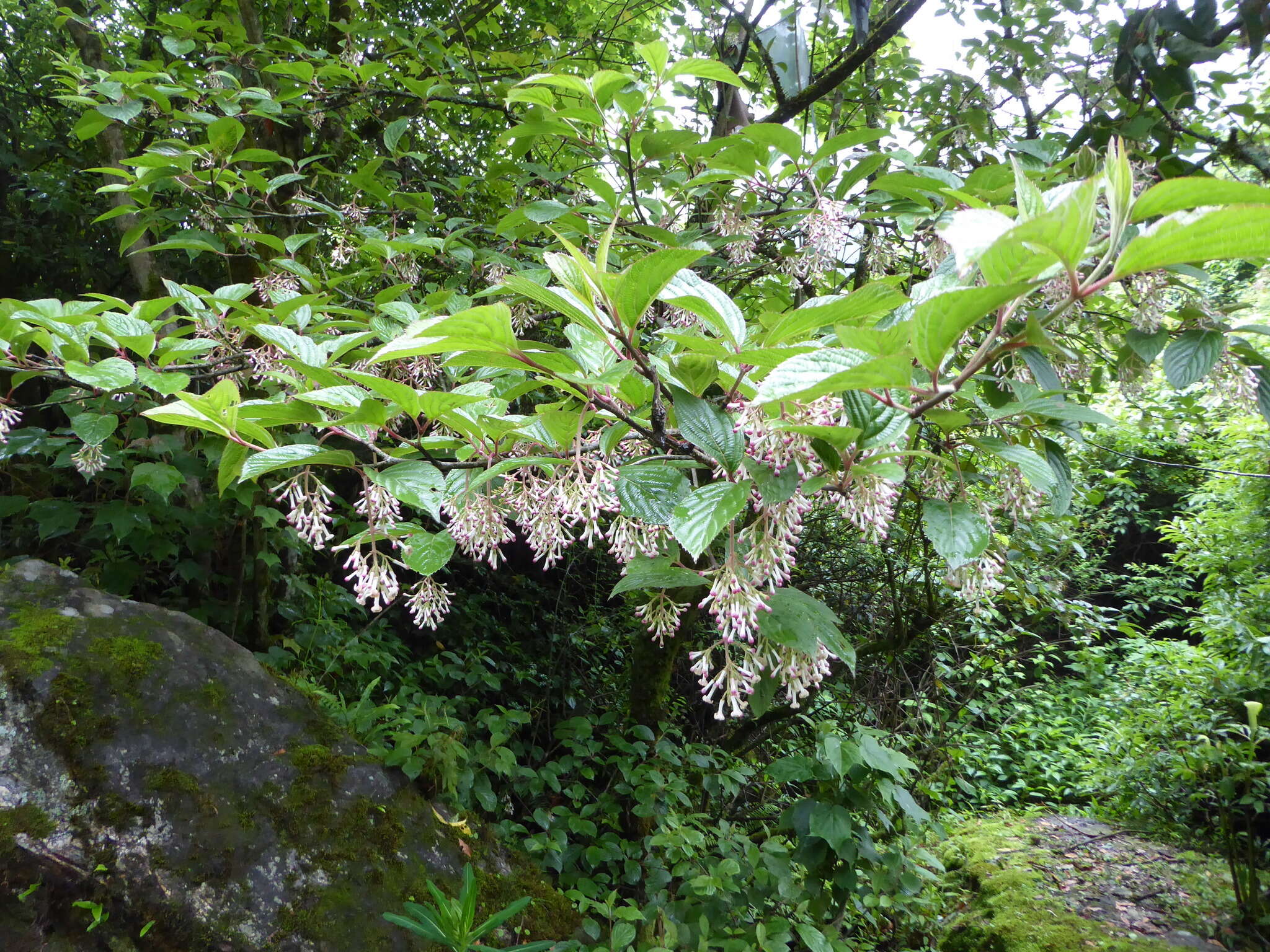 Image of Viburnum erubescens Wall.