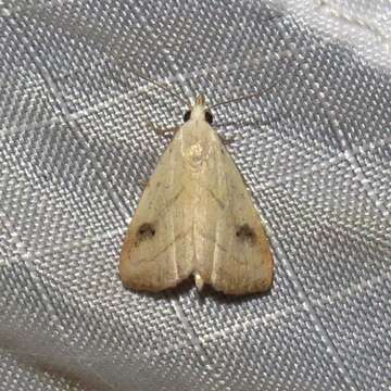 Image of Spotted Grass Moth