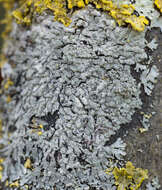 Image of bran lichen