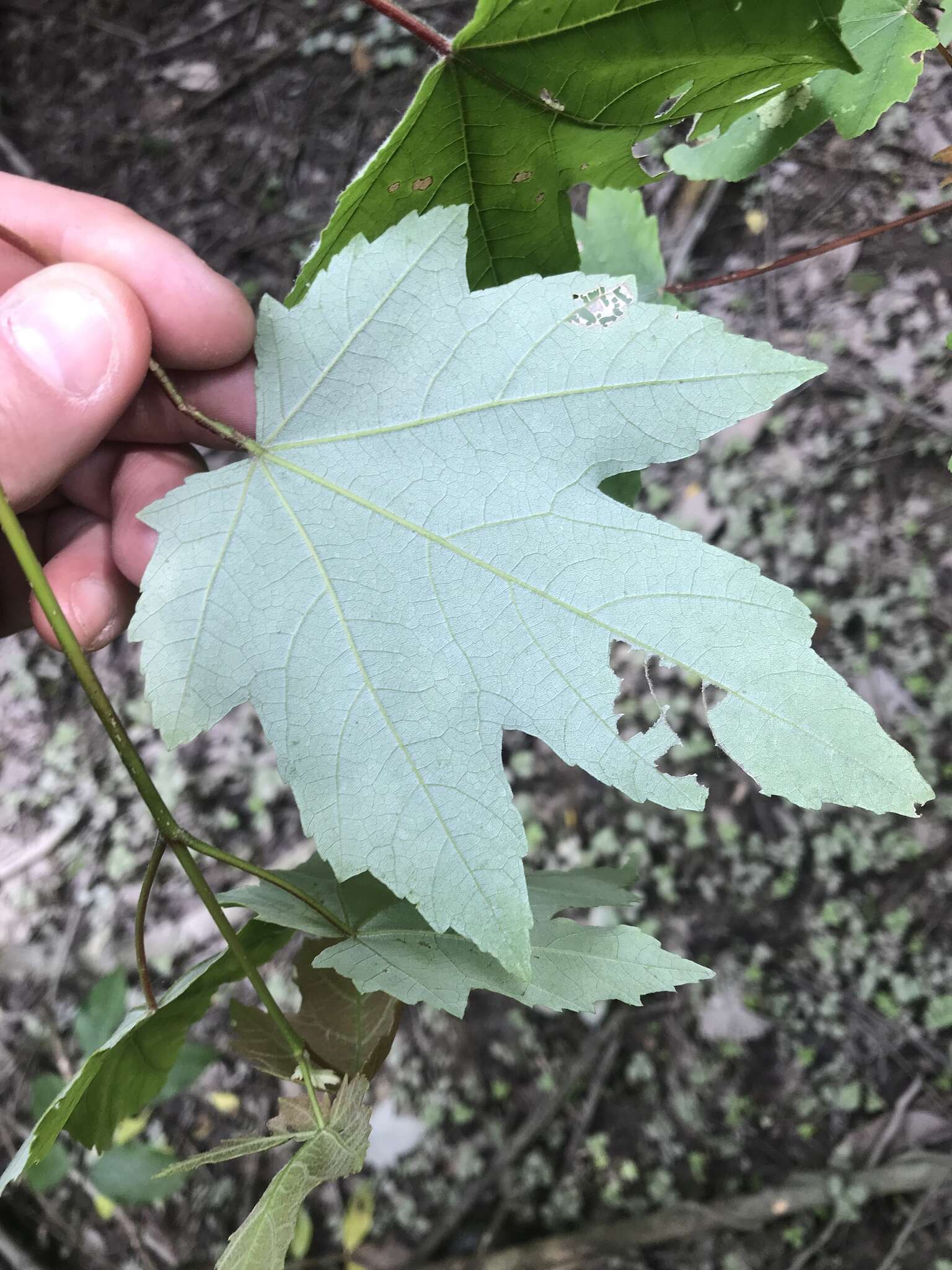 Image of Drummond's maple