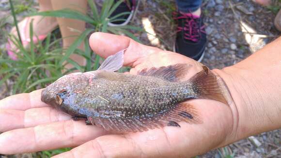 Image of Rio Grande Cichlid