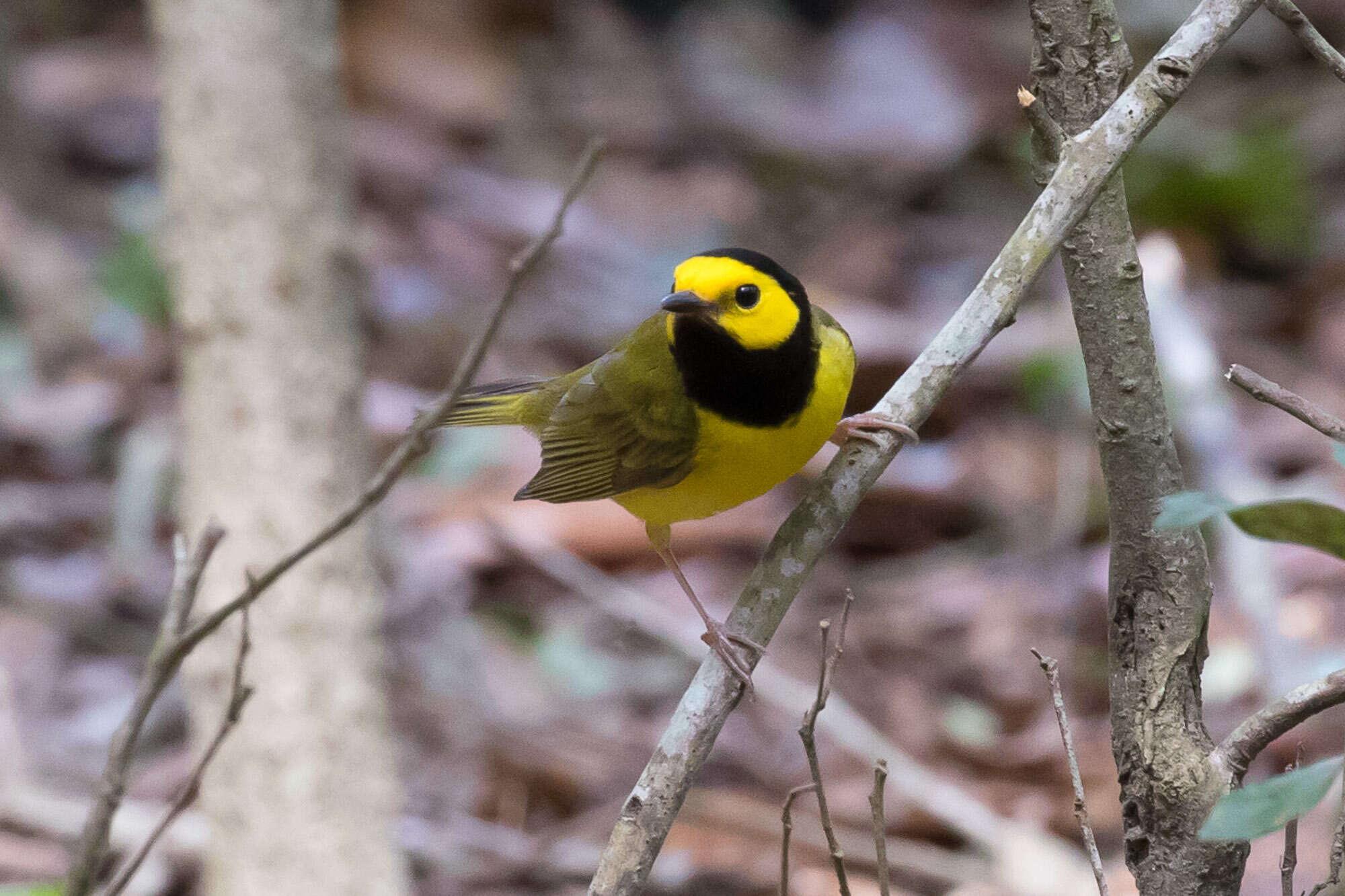 Image of Hooded Warbler