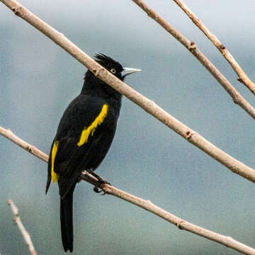 Image of Golden-winged Cacique