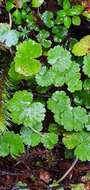 Image of Hydrocotyle microphylla A. Cunn.