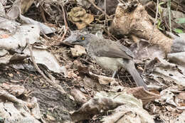 Image of Arrow-marked Babbler