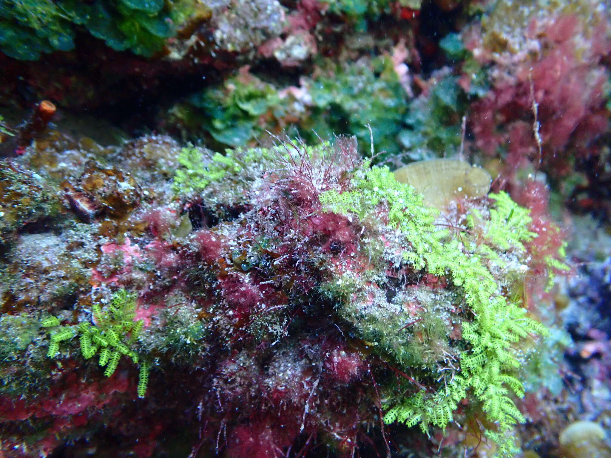 Image of Caulerpa webbiana