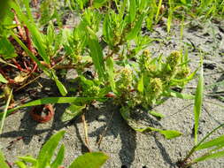 Imagem de Rumex persicarioides L.