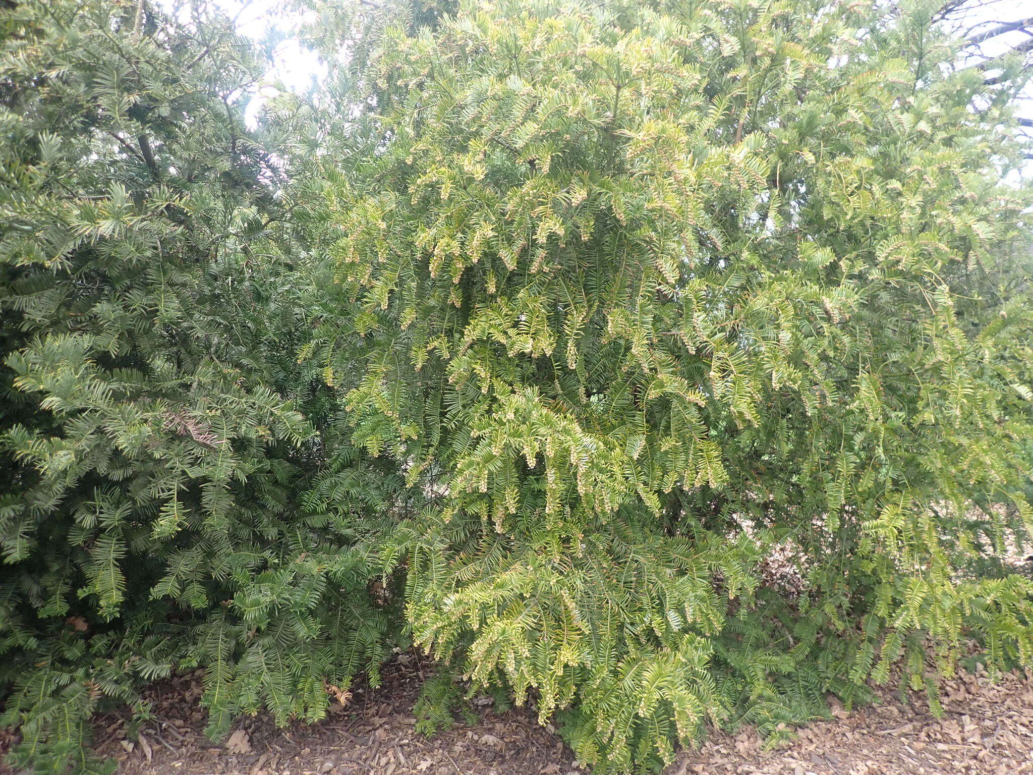 Image of Fortune's Yew Plum