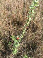 Image of Carolina desert-thorn