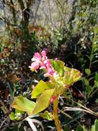 Image of Begonia bracteosa A. DC.