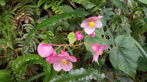 Image of Begonia formosana (Hayata) Masam.