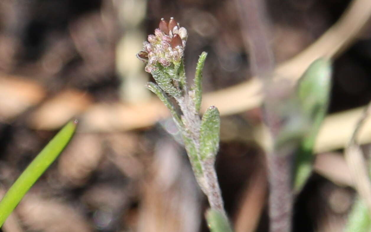 صورة Draba brachycarpa Nutt.