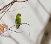 Image of Philippine Hanging Parrot