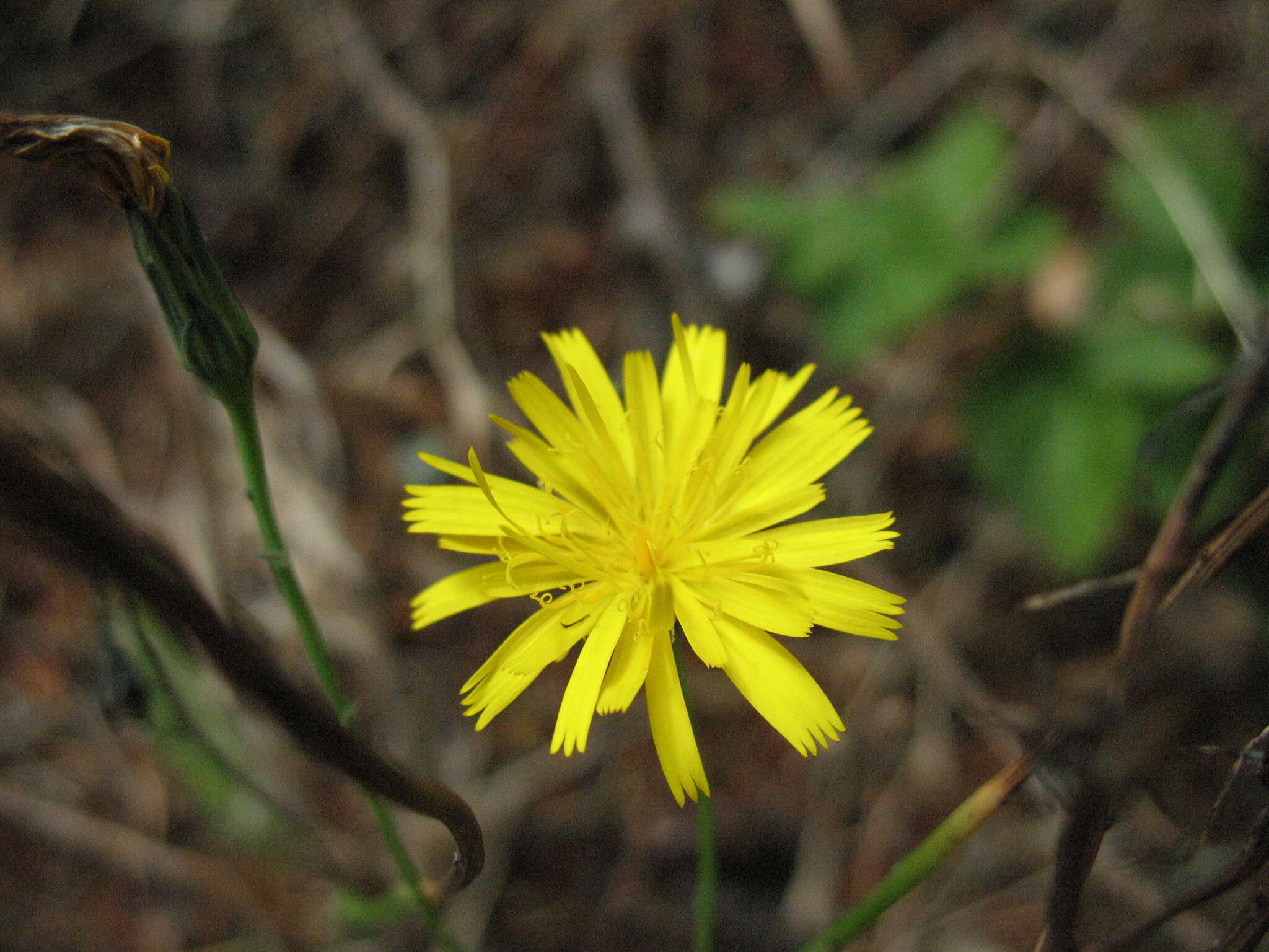 Image of Hairy Cat's-Ear