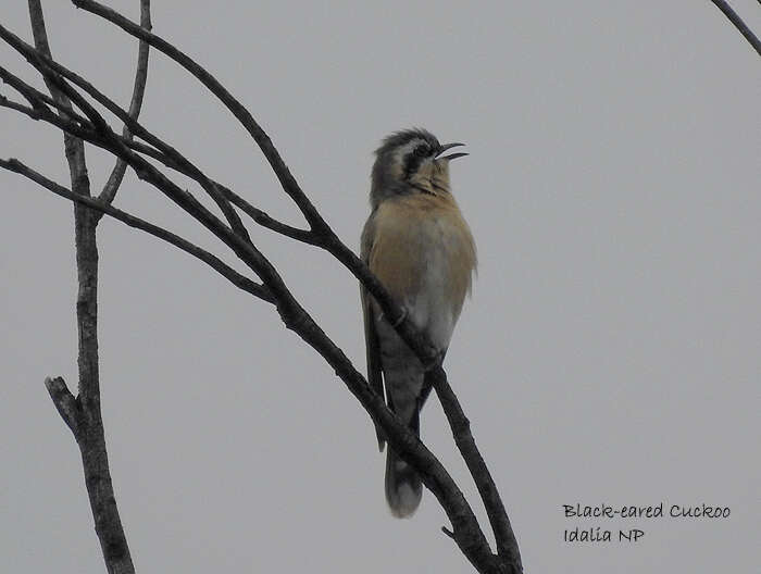 Image of Black-eared Cuckoo