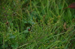 Tagetes filifolia Lag. resmi