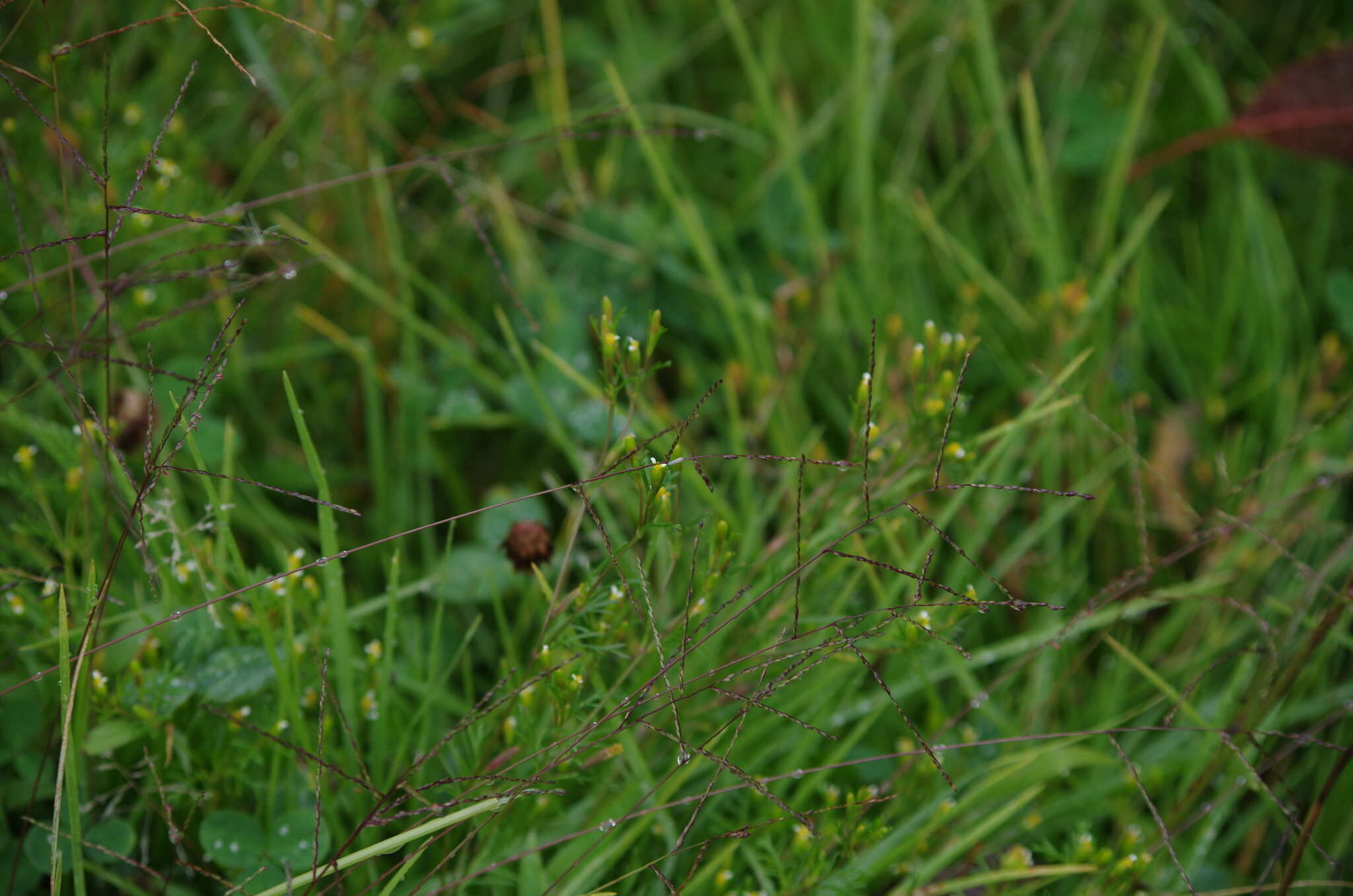 Tagetes filifolia Lag. resmi