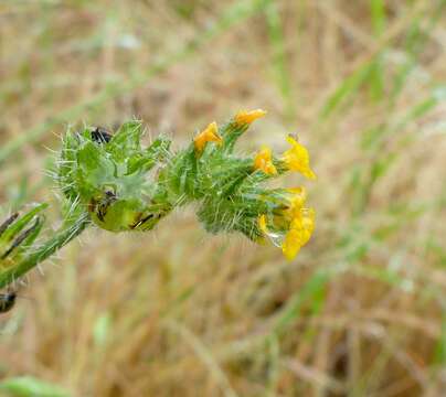 Image of common fiddleneck