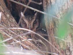 Image of Guatemalan Screech-owl