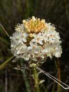 Image of Bulbinella nutans subsp. turfosicola (P. L. Perry) P. L. Perry