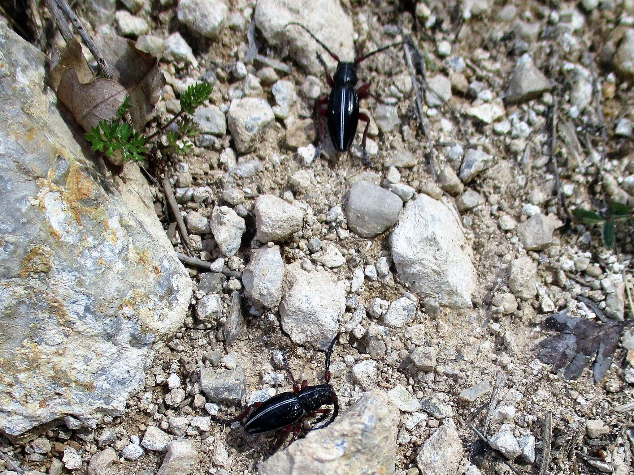 Image of Dorcadion (Cribridorcadion) pedestre (Poda 1761)