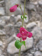 Слика од Penstemon triflorus Heller