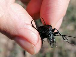 Image of Carabus (Macrothorax) rugosus Fabricius 1792