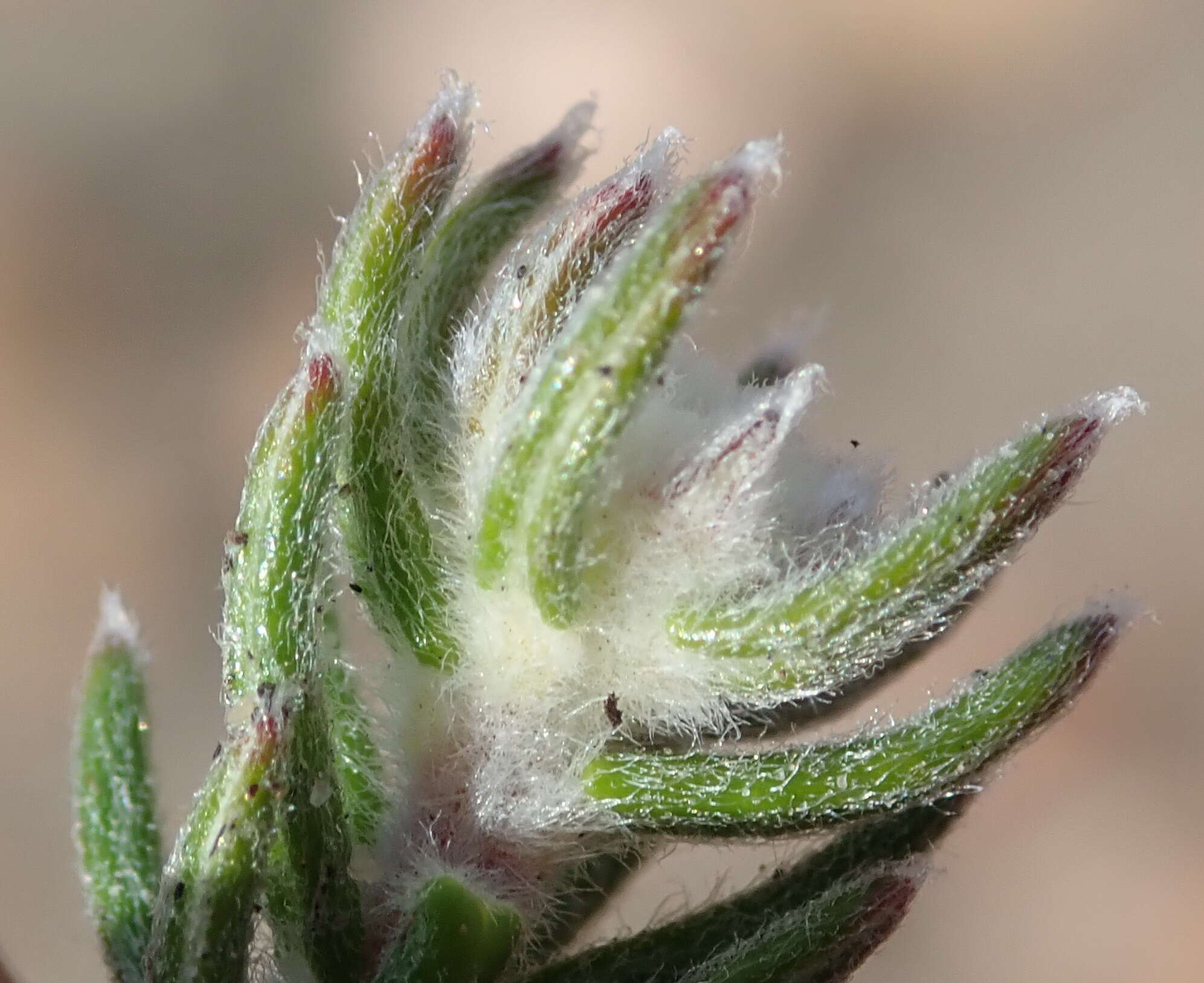 Image of Phylica lanata Pillans