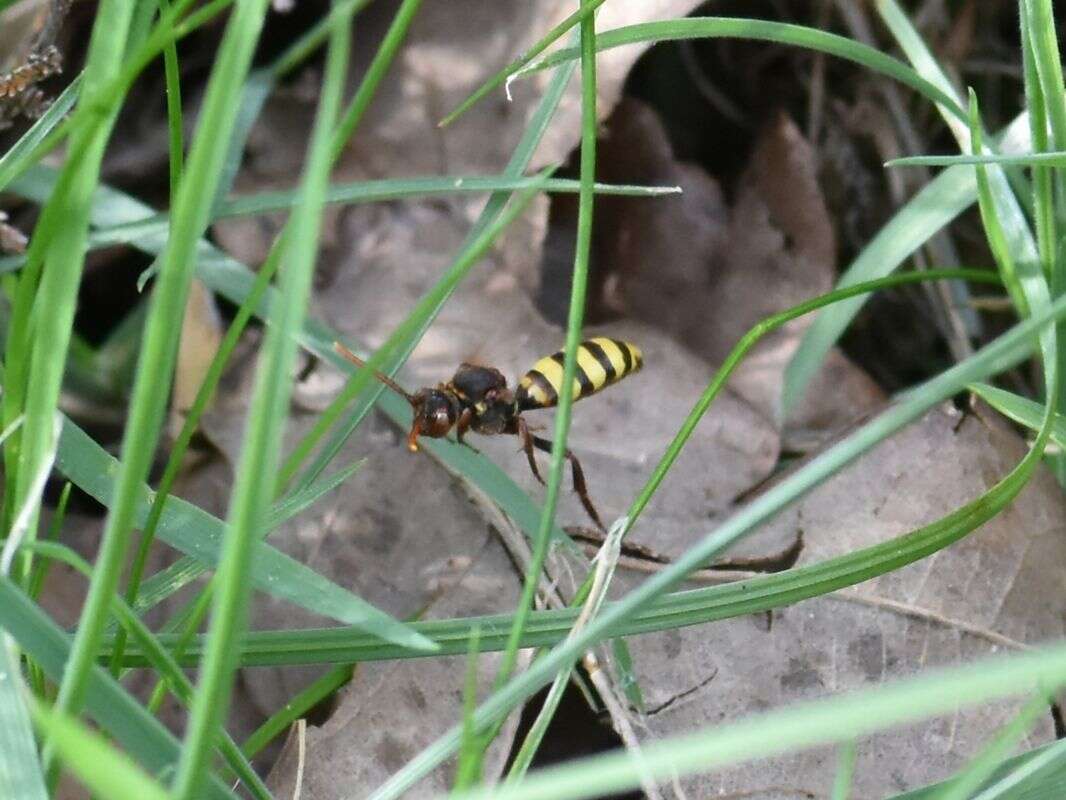 Nomada signata Jurine 1807 resmi