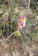 Disa spathulata subsp. tripartita (Lindl.) H. P. Linder resmi