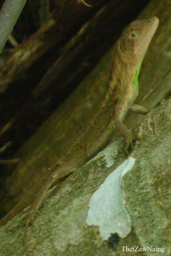 Image of Green Fan-throated lizard
