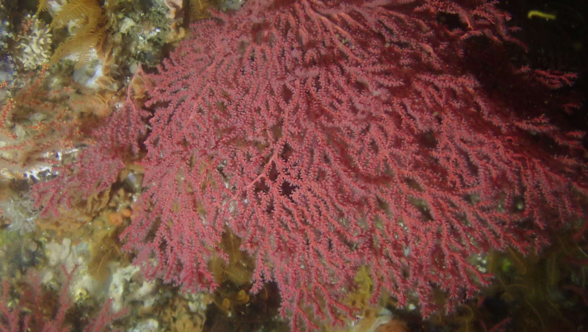 Melithaea rubra (Esper 1789) resmi