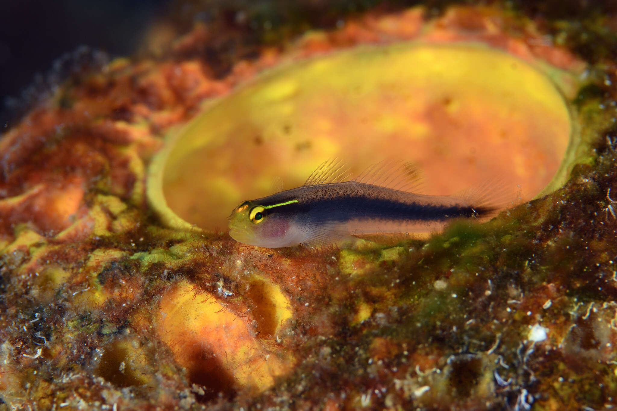 Image of Shortstripe Goby