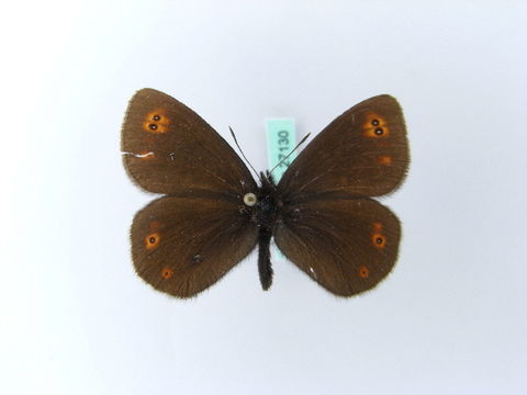 Image of <i>Erebia medusa</i> Schiffermüller 1775