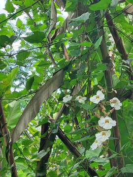 Image of Thunbergia grandiflora f. alba Leonard