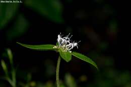 Image of Crusea longiflora (Roem. & Schult.) W. R. Anderson