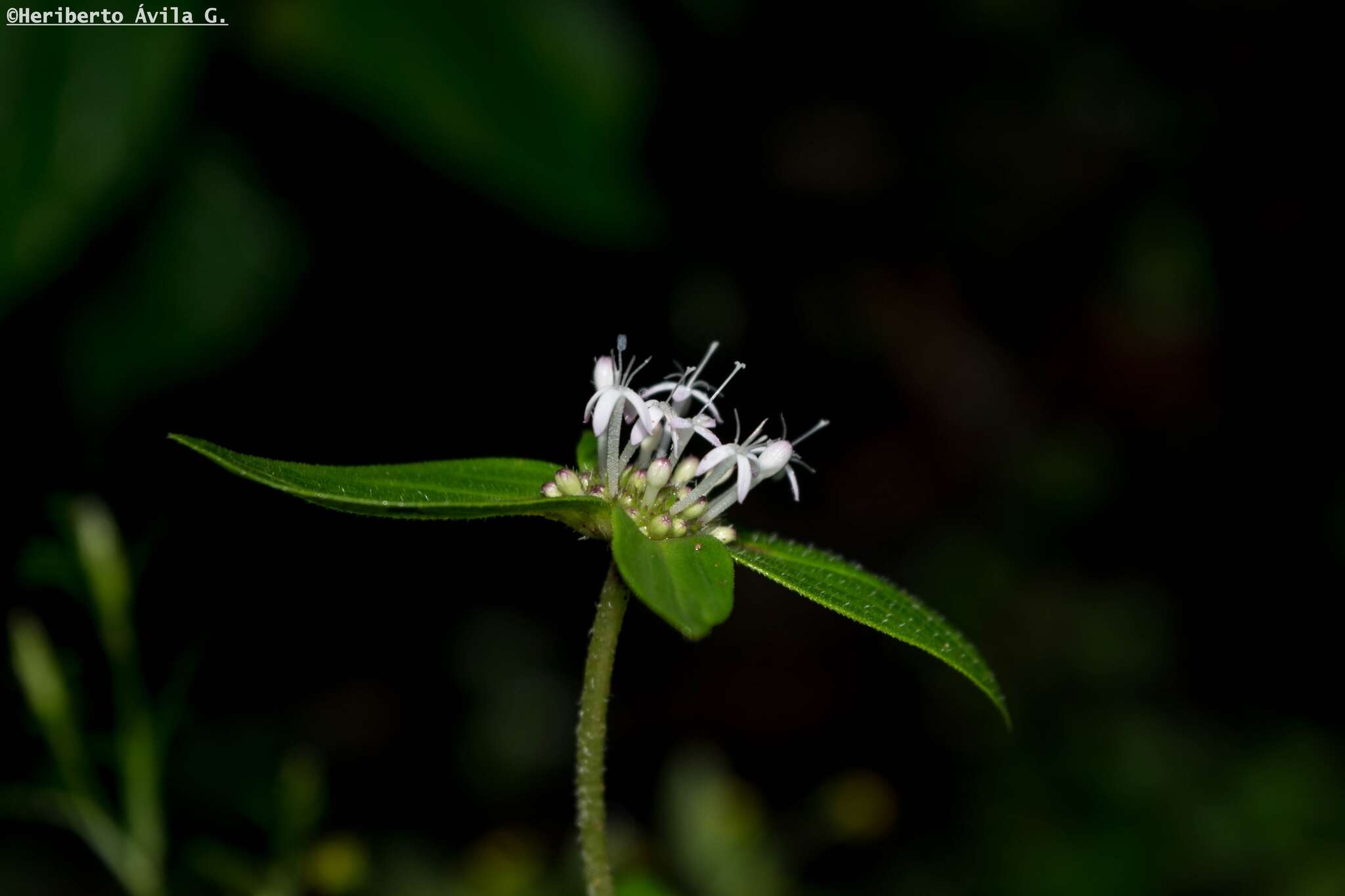 Image of Crusea longiflora (Roem. & Schult.) W. R. Anderson