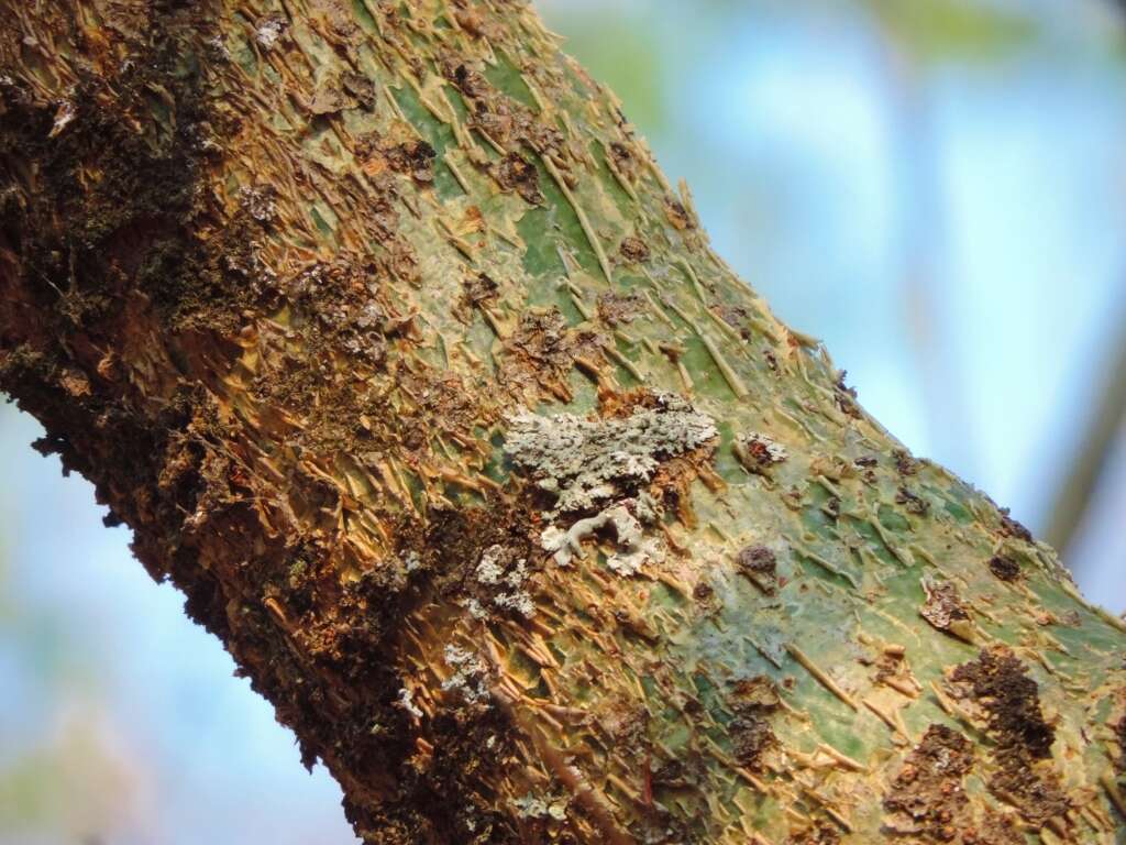 Imagem de Commiphora africana (Rich.) Engl.