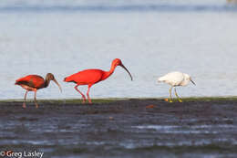 Image of Scarlet Ibis