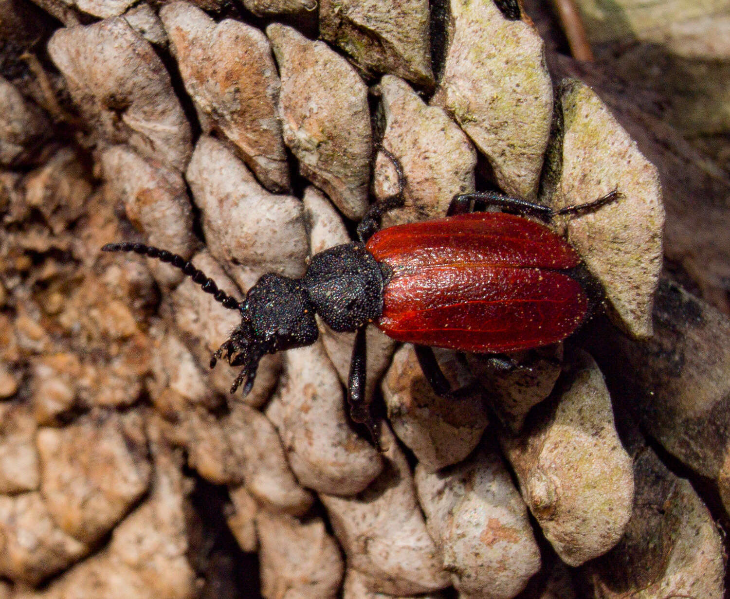 Image de Tricrania sanguinipennis (Say 1823)