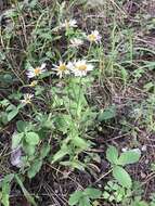 Image de Erigeron arizonicus A. Gray