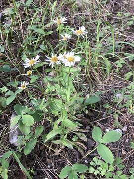 Image of Arizona fleabane